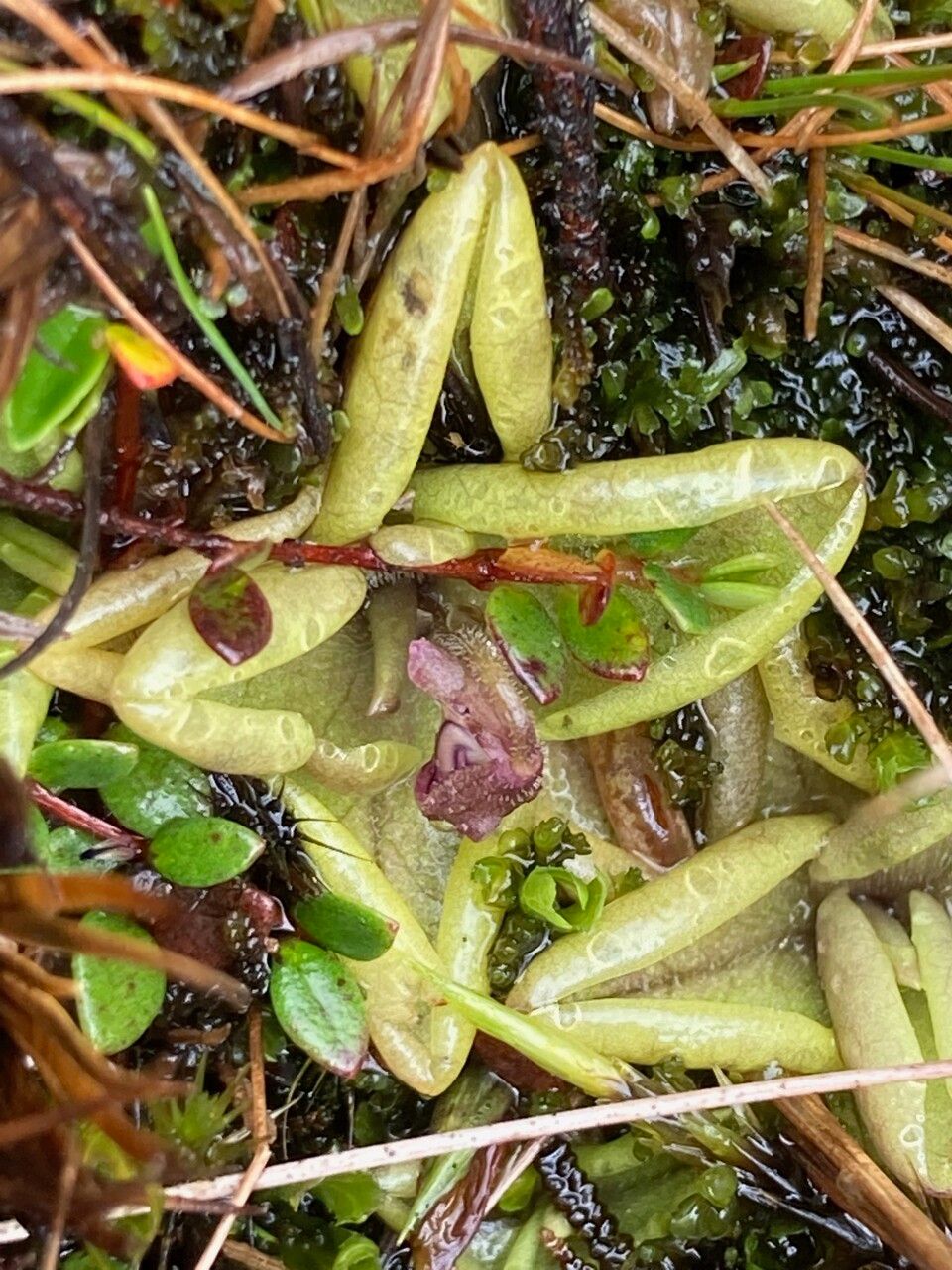 Pinguicula calyptrata — houseplant care guide