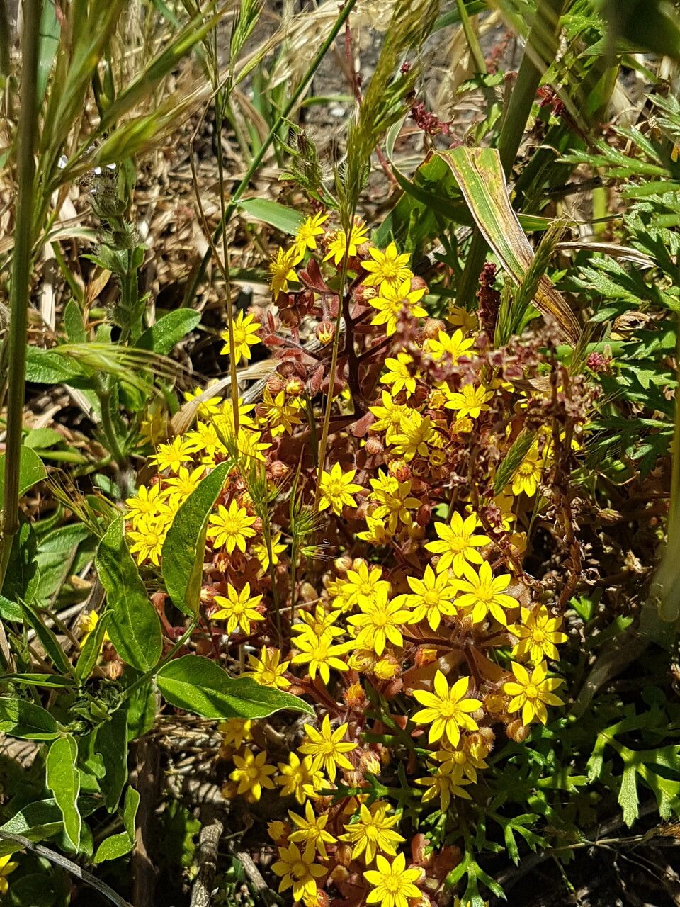 Aichryson parlatorei flower