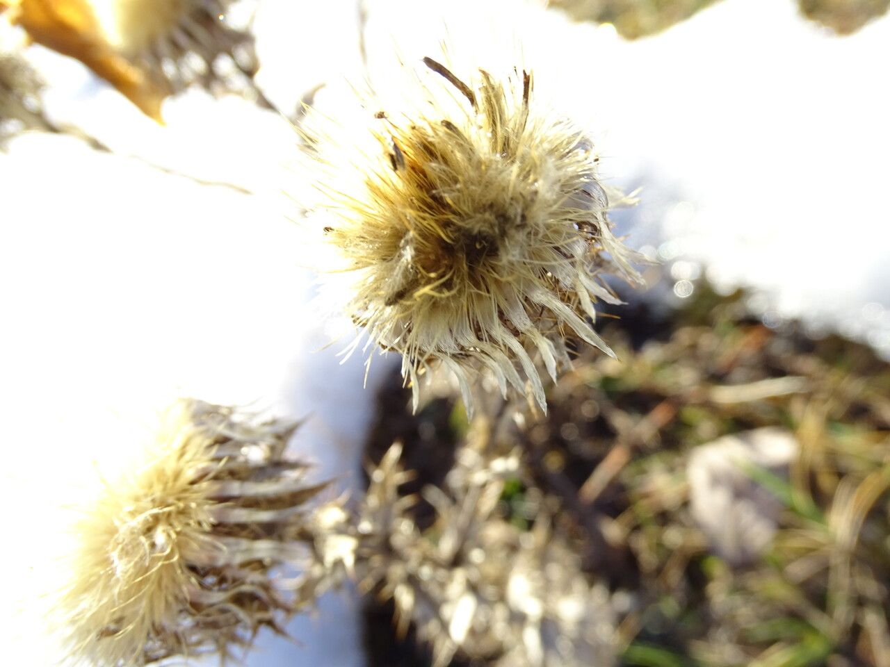 Carlina vulgaris flower