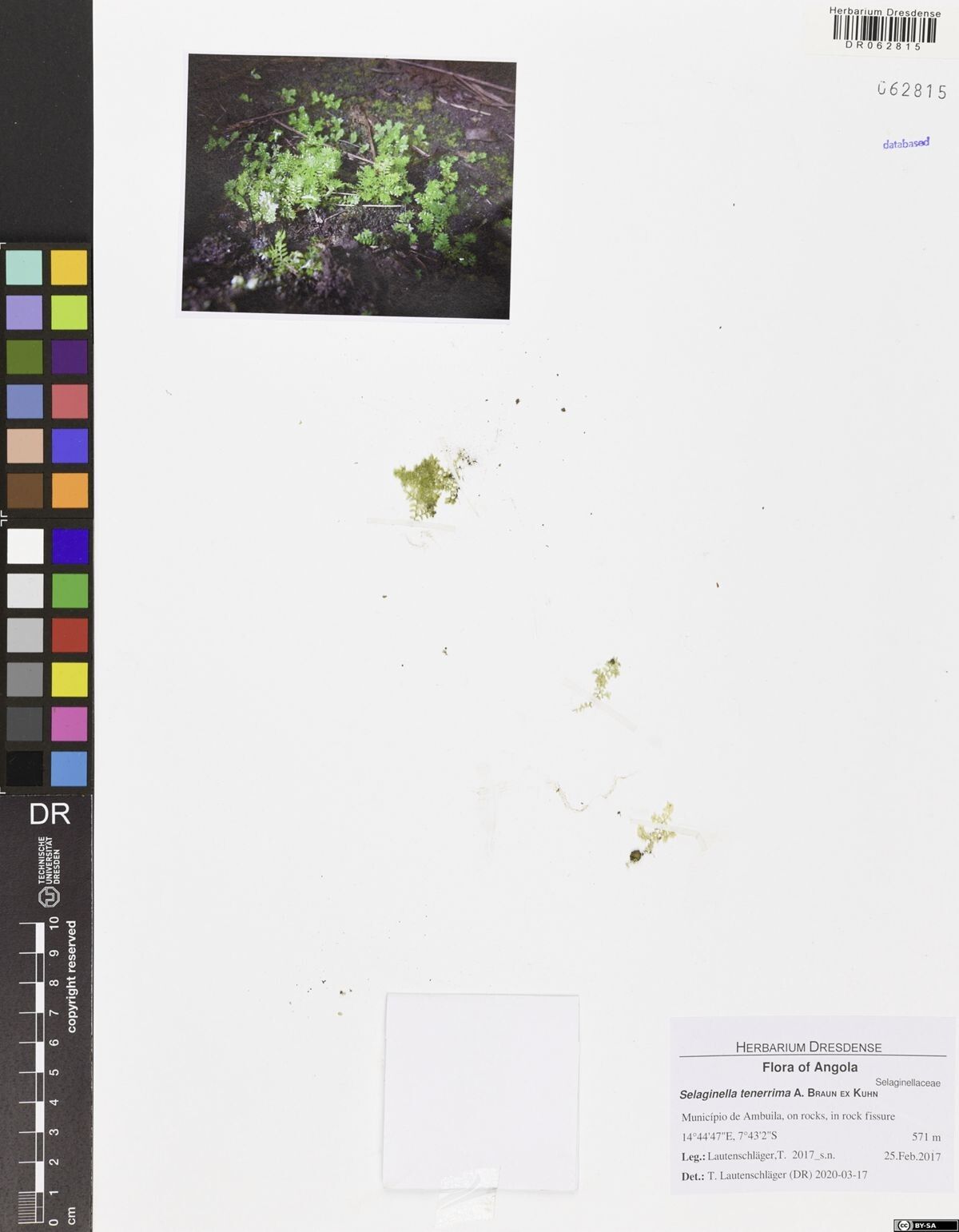 Selaginella tenerrima — houseplant care guide