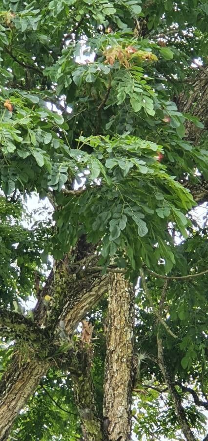 Samanea tubulosa — related species from the same genus