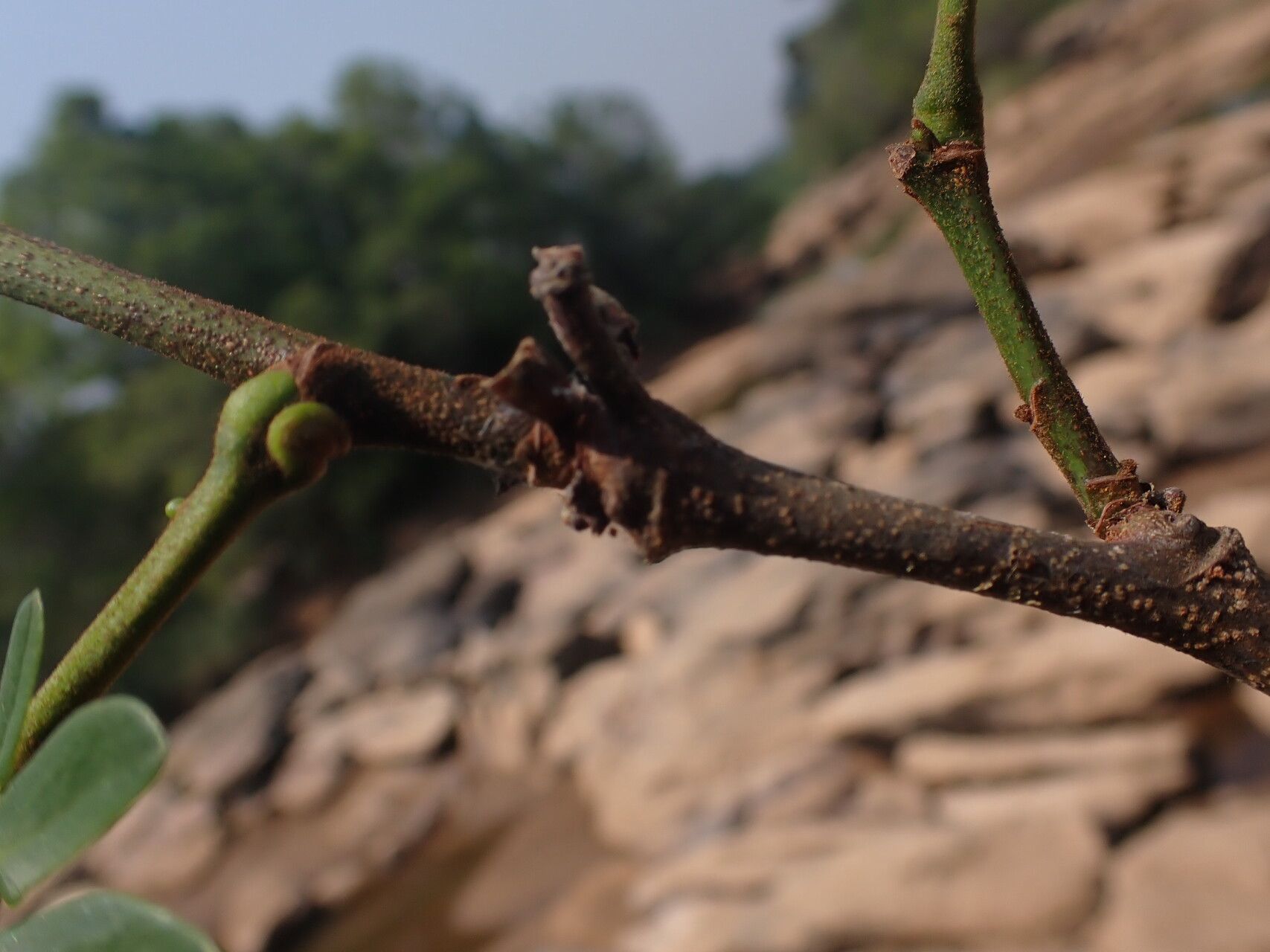 Albizia altissima bark
