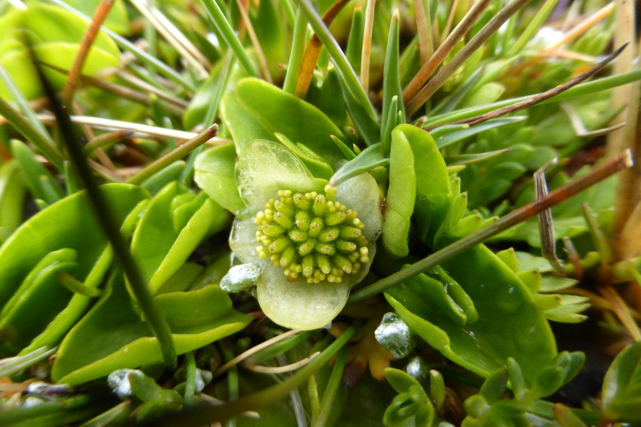 Psychrophila sagittata — houseplant care guide