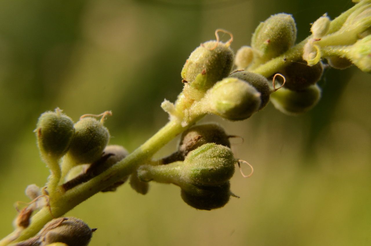 Verbascum pulverulentum fruit
