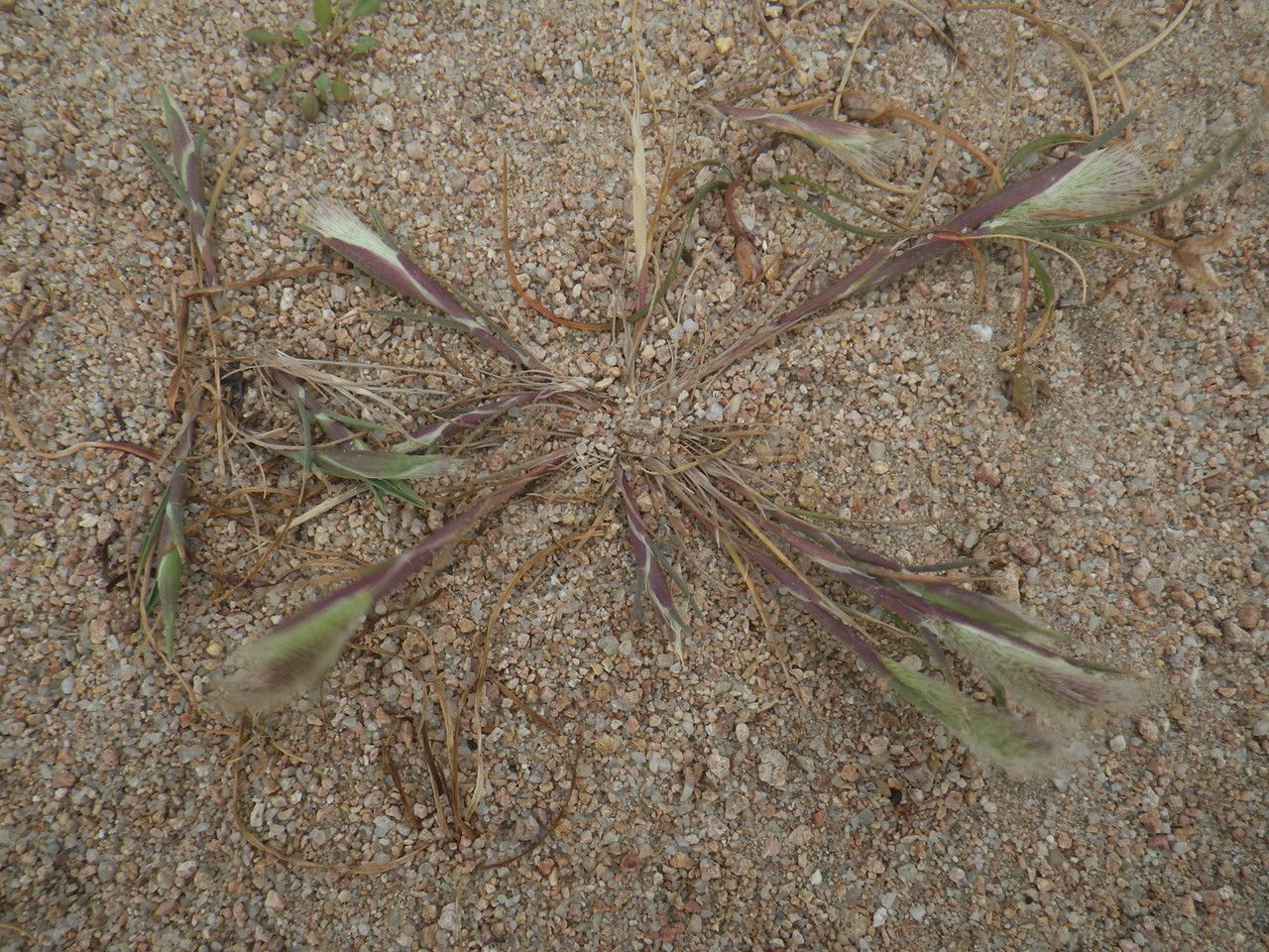 Polypogon subspathaceus — houseplant care guide