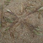 Polypogon subspathaceus