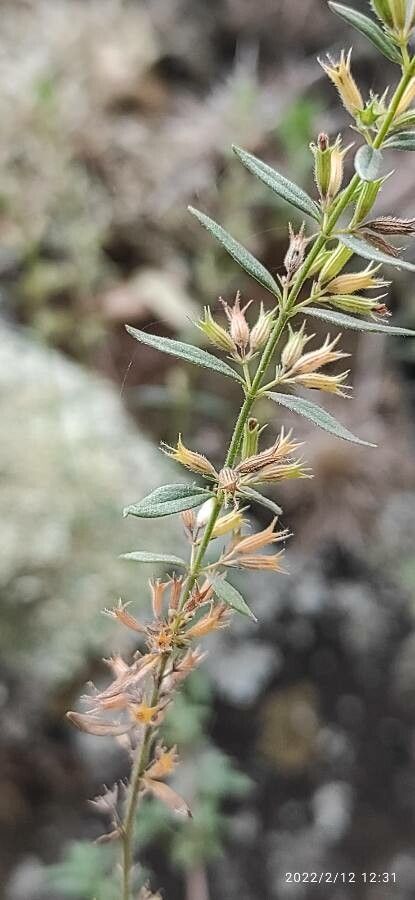 Micromeria graeca fruit