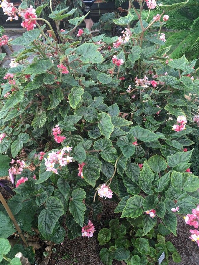 Begonia incarnata habit