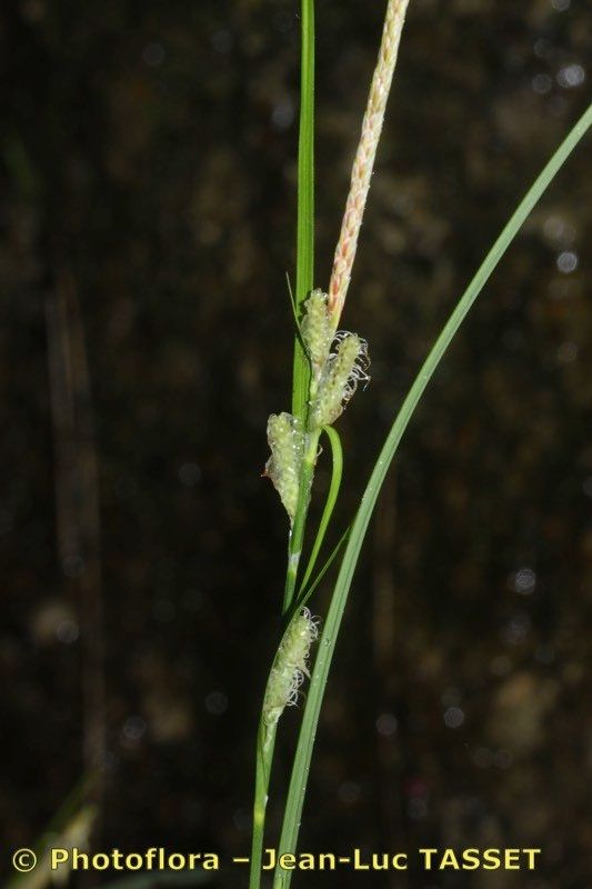 Carex grioletii — houseplant care guide
