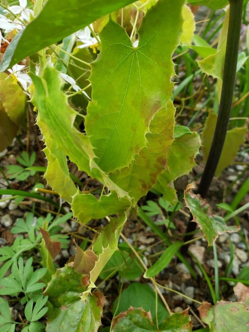 Epimedium stellulatum leaf
