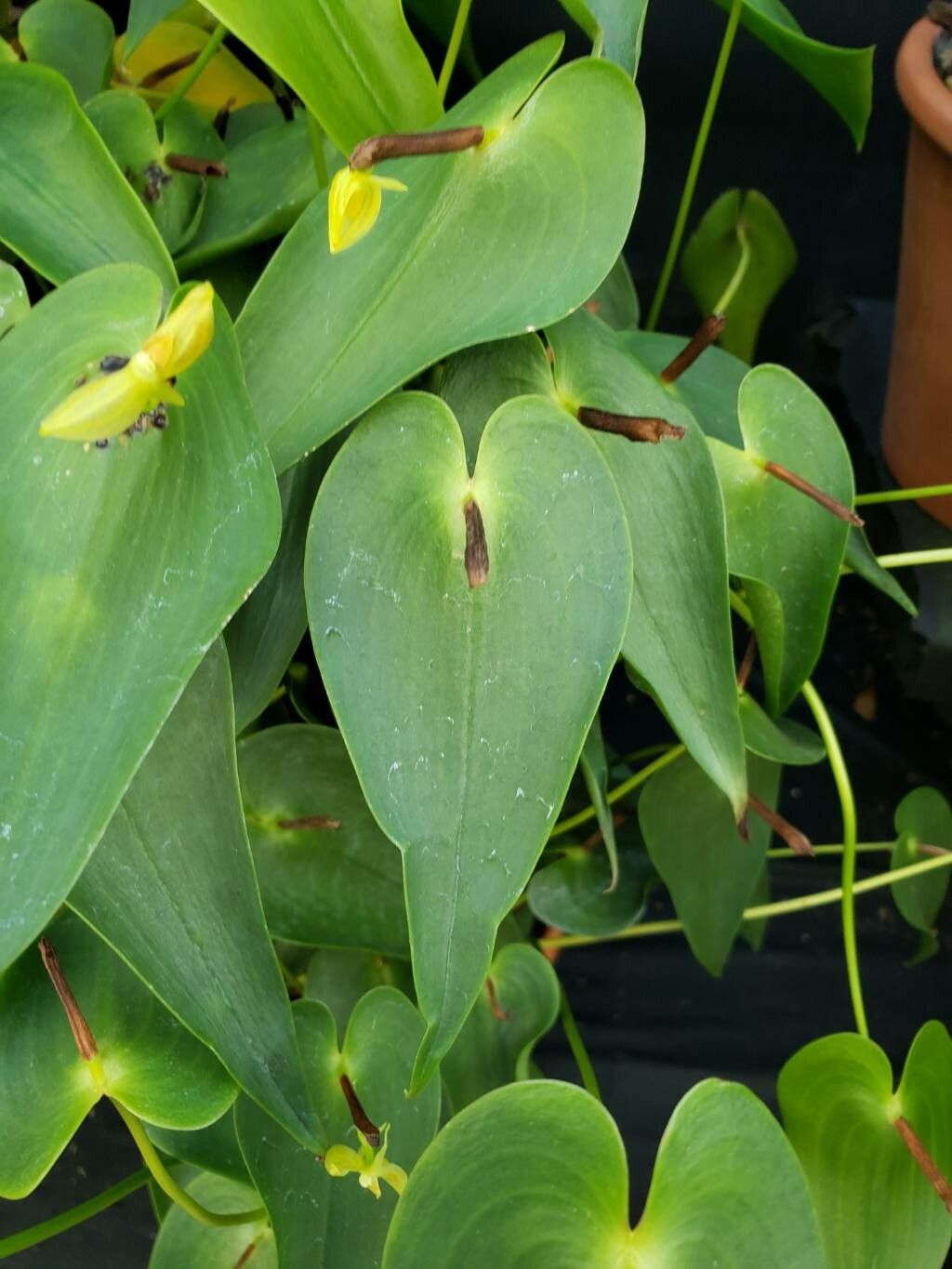 Pleurothallis radula — houseplant care guide