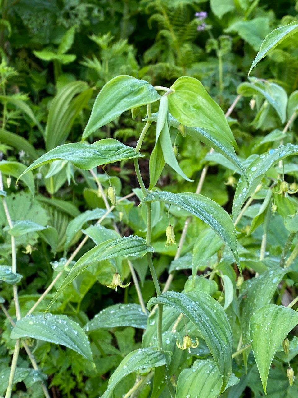 Streptopus amplexifolius flower
