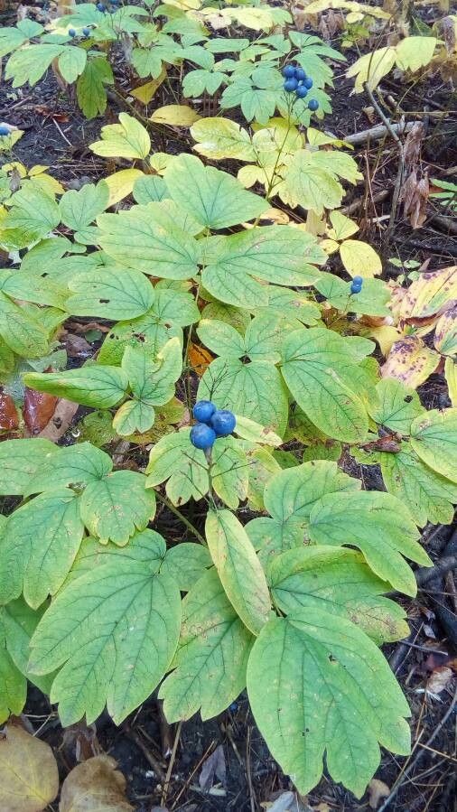 Caulophyllum thalictroides fruit