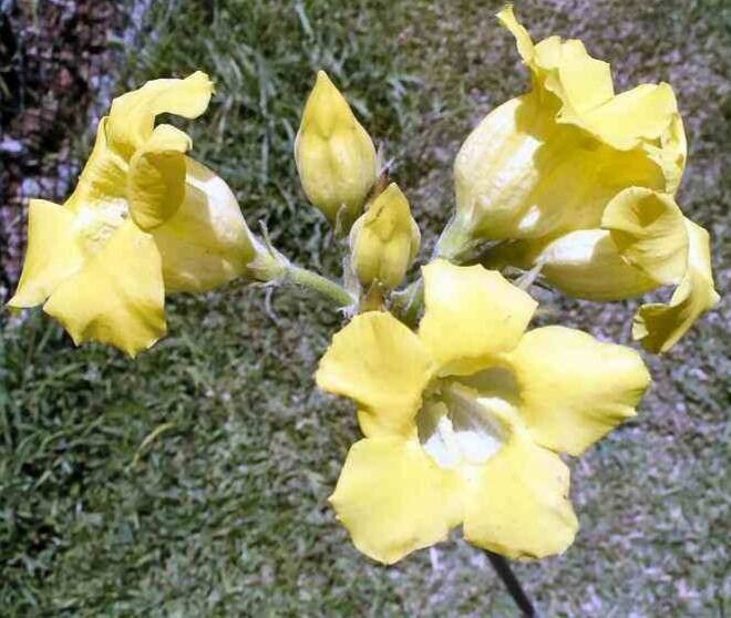 Pachypodium horombense flower