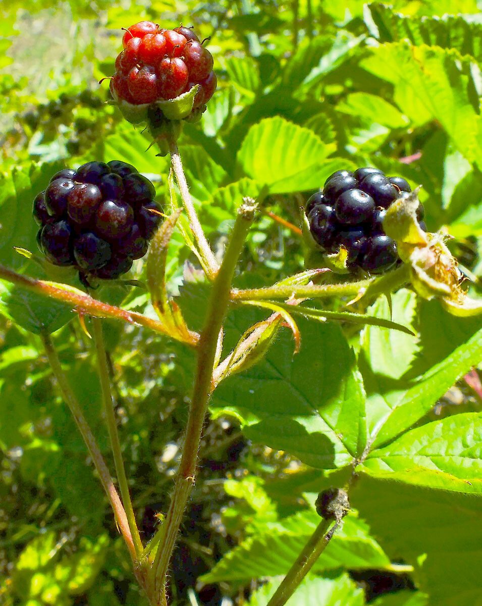 Rubus scissus fruit