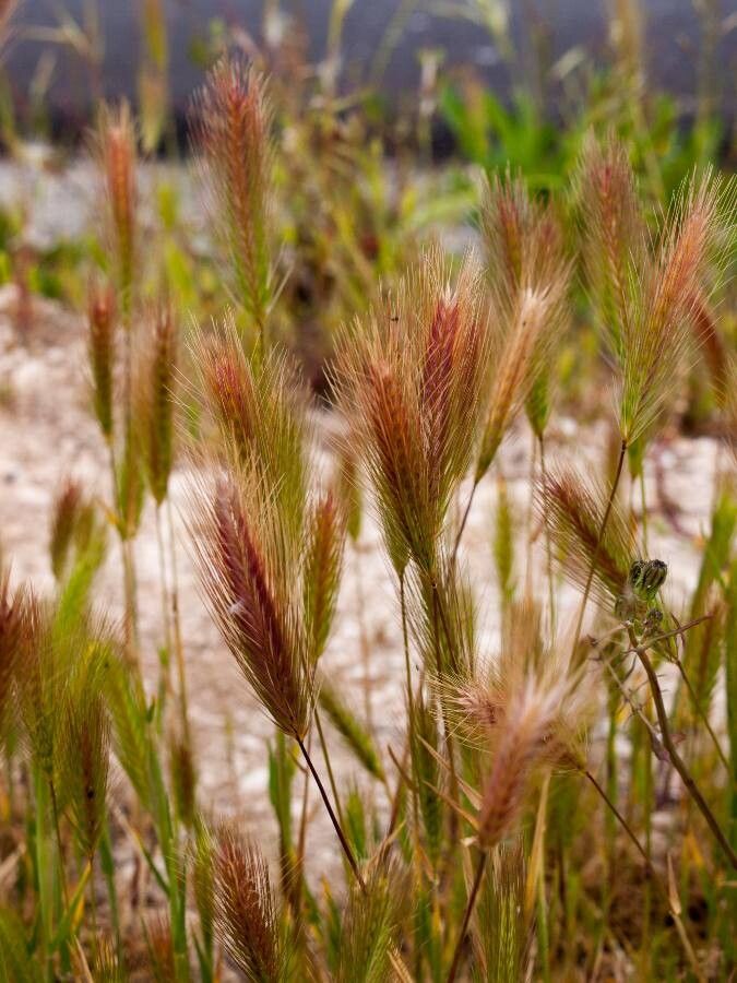 Bromus madritensis leaf