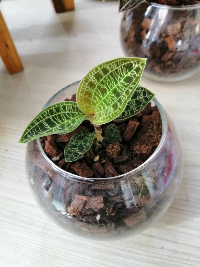 Anoectochilus imitans habit