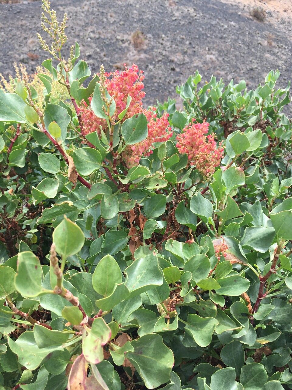 Rumex lunaria flower