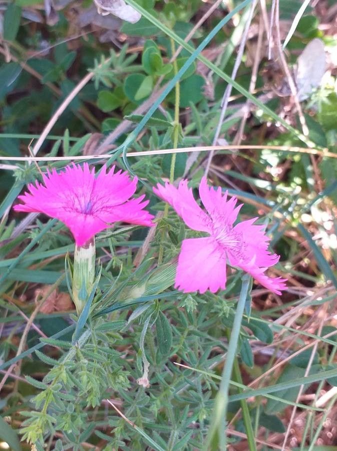 Dianthus seguieri flower