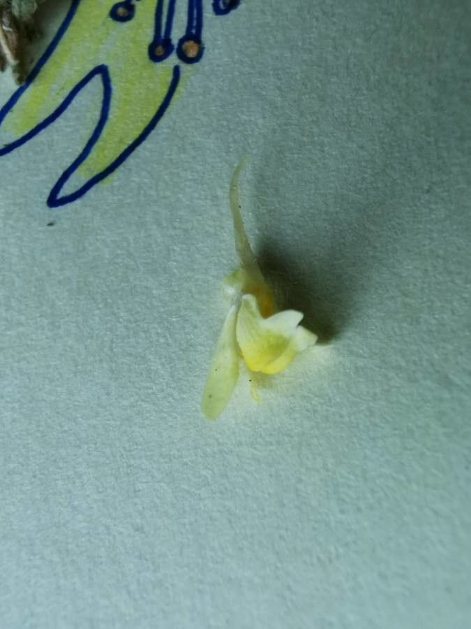 Linaria arenaria flower