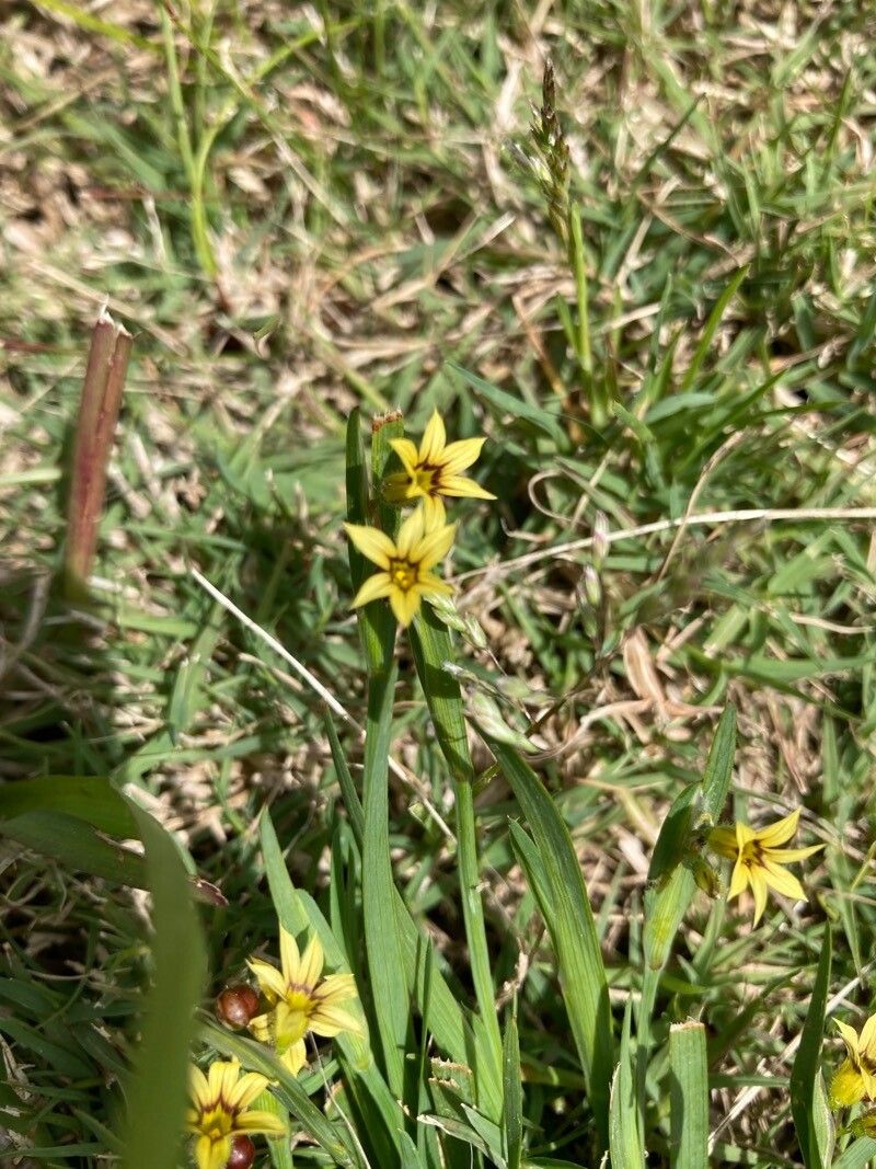Sisyrinchium macranthum — search result for 'Sisyrinchium'