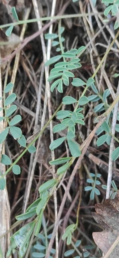 Hippocrepis scorpioides — search result for 'Hippocrepis'