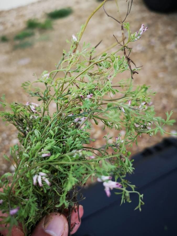 Fumaria vaillantii leaf
