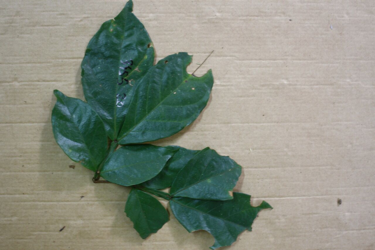 Inga brachystachys leaf