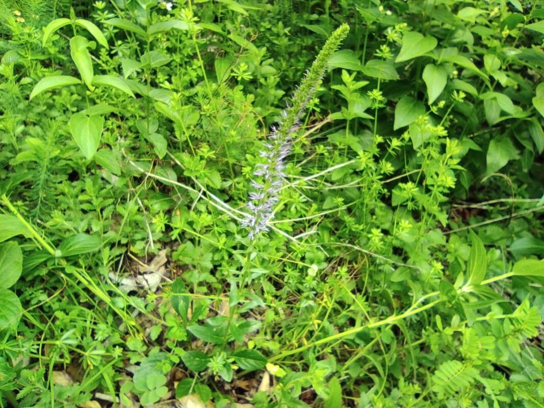 Veronica orchidea habit