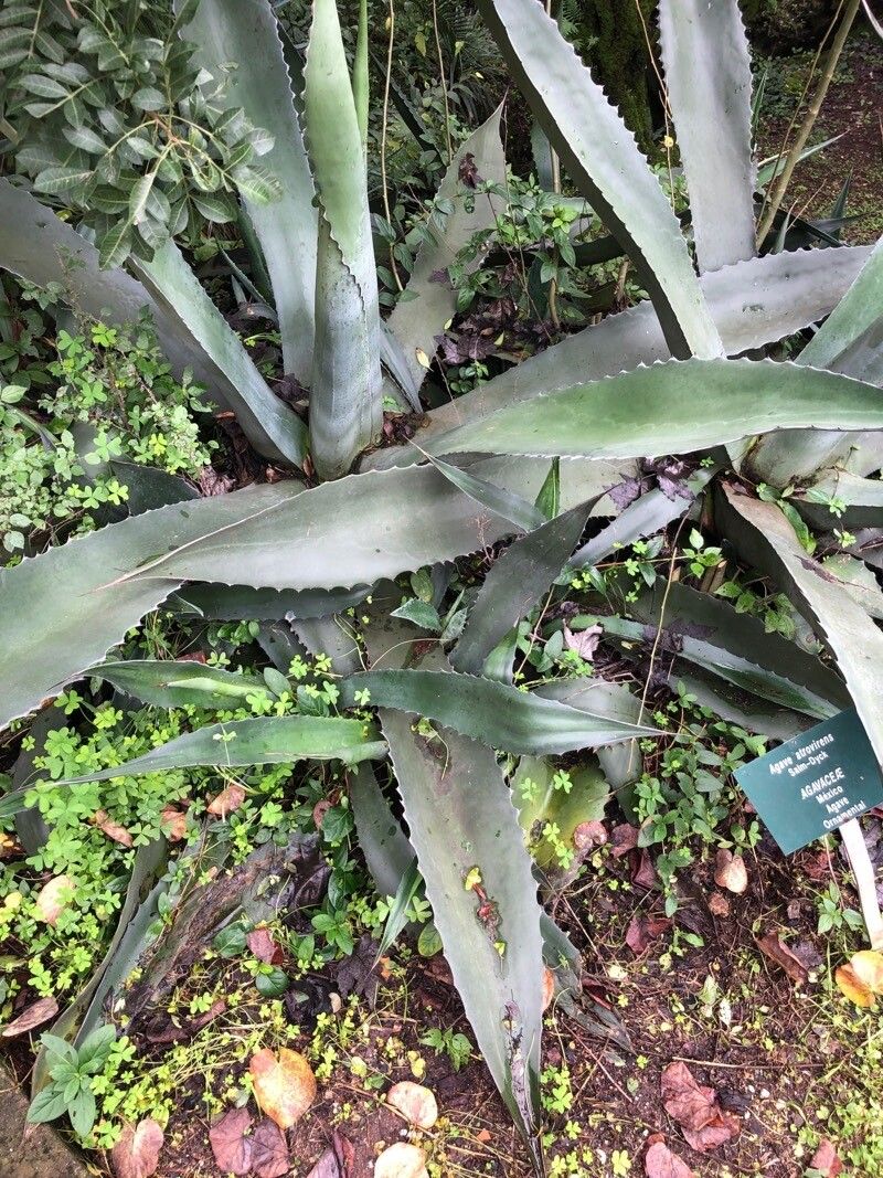 Agave atrovirens — search result for 'Agave'