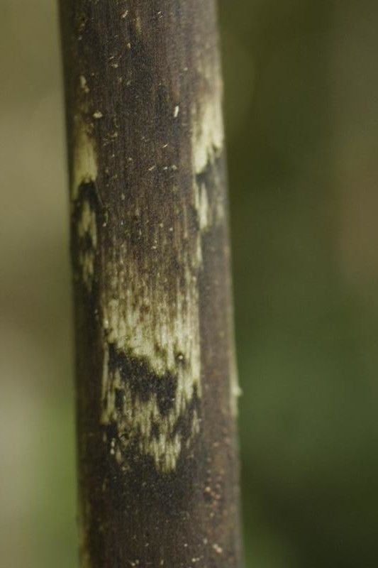 Dracontium polyphyllum other