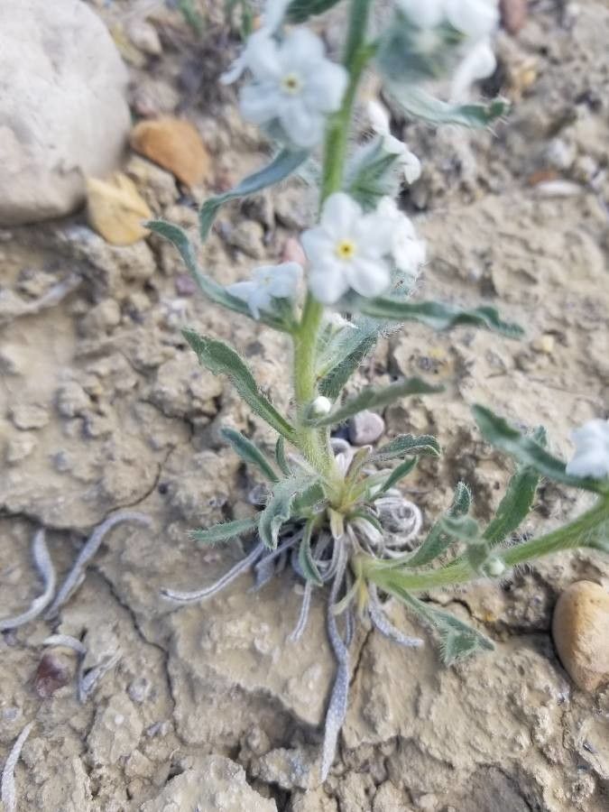 Cryptantha virgata — search result for 'Cryptantha'