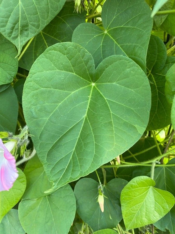 Convolvulus betonicifolius leaf