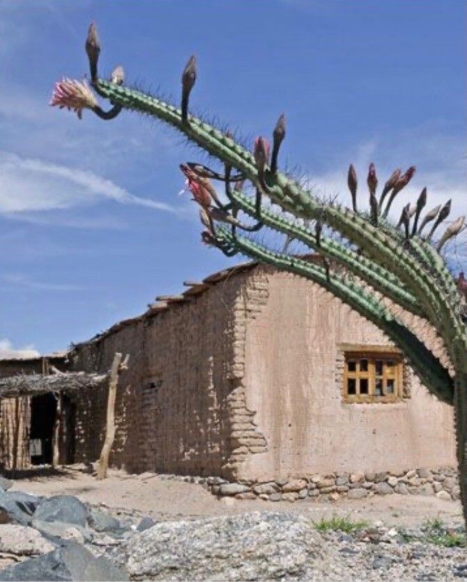 Cereus aethiops bark