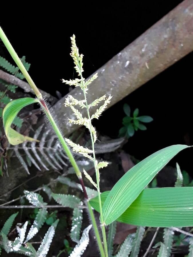 Setaria barbata flower