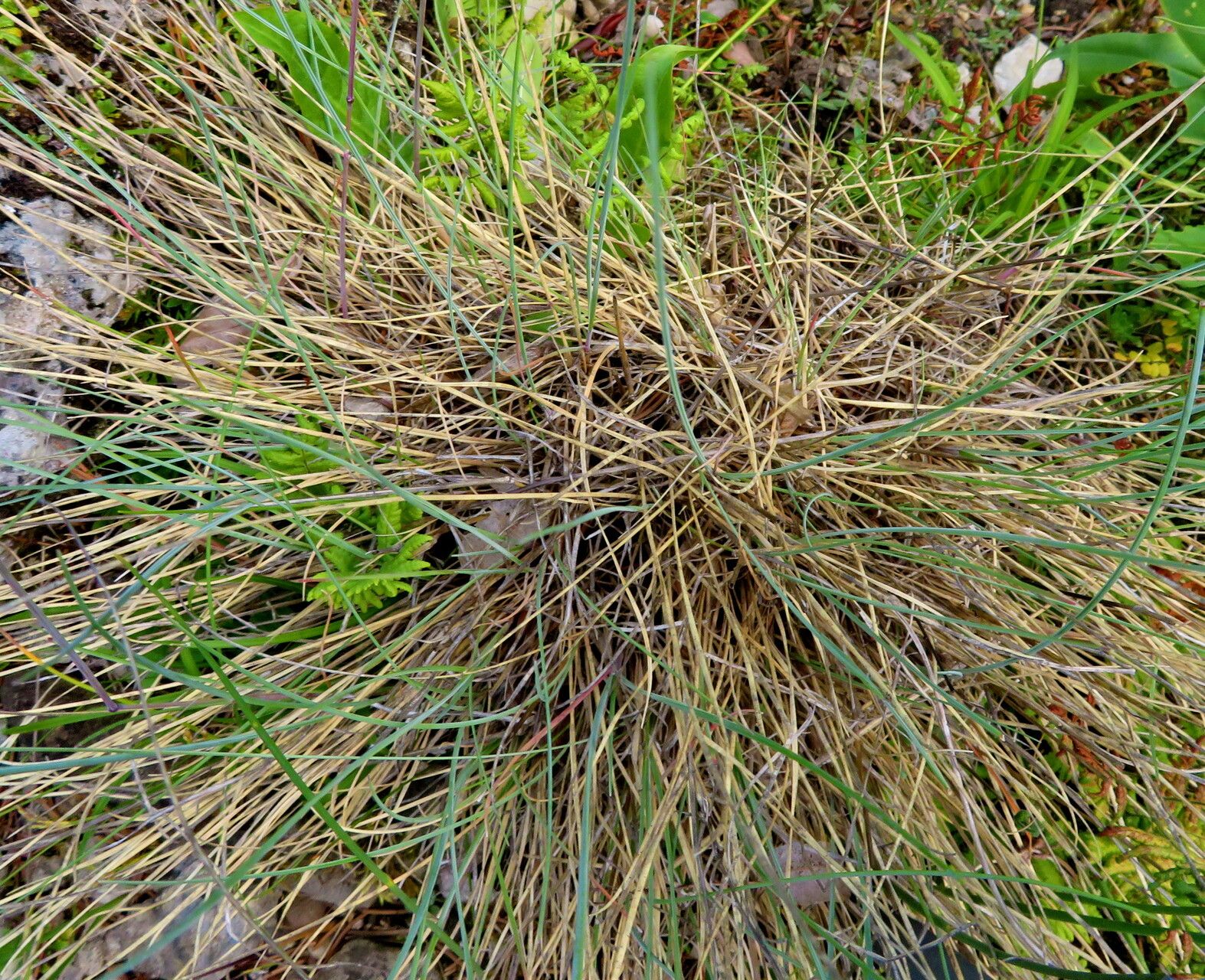 Festuca laevigata habit