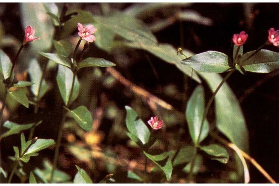 Epilobium glaberrimum — search result for 'Epilobium'