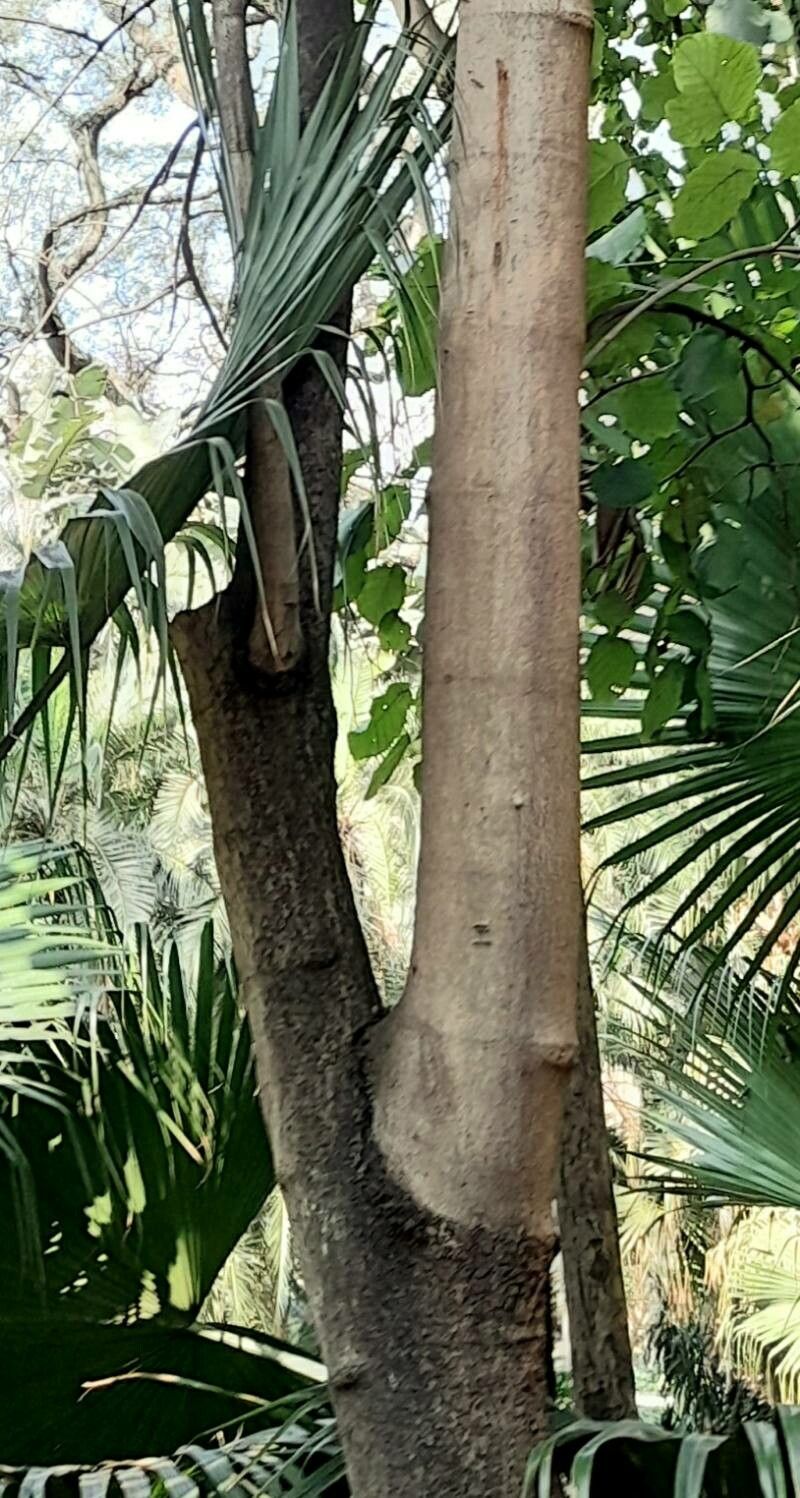 Coccoloba tiliacea bark