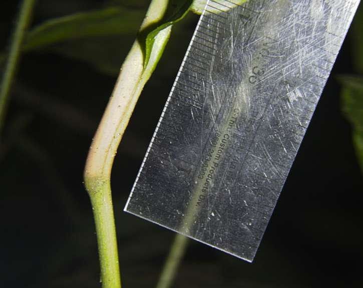 Spathiphyllum laeve bark