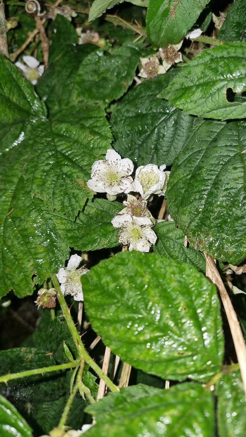 Rubus horrefactus — houseplant care guide