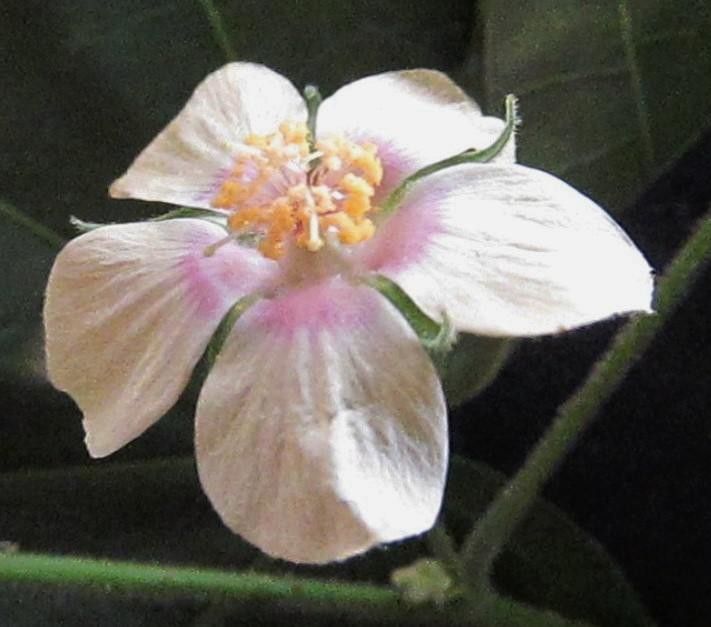 Abutilon percaudatum flower
