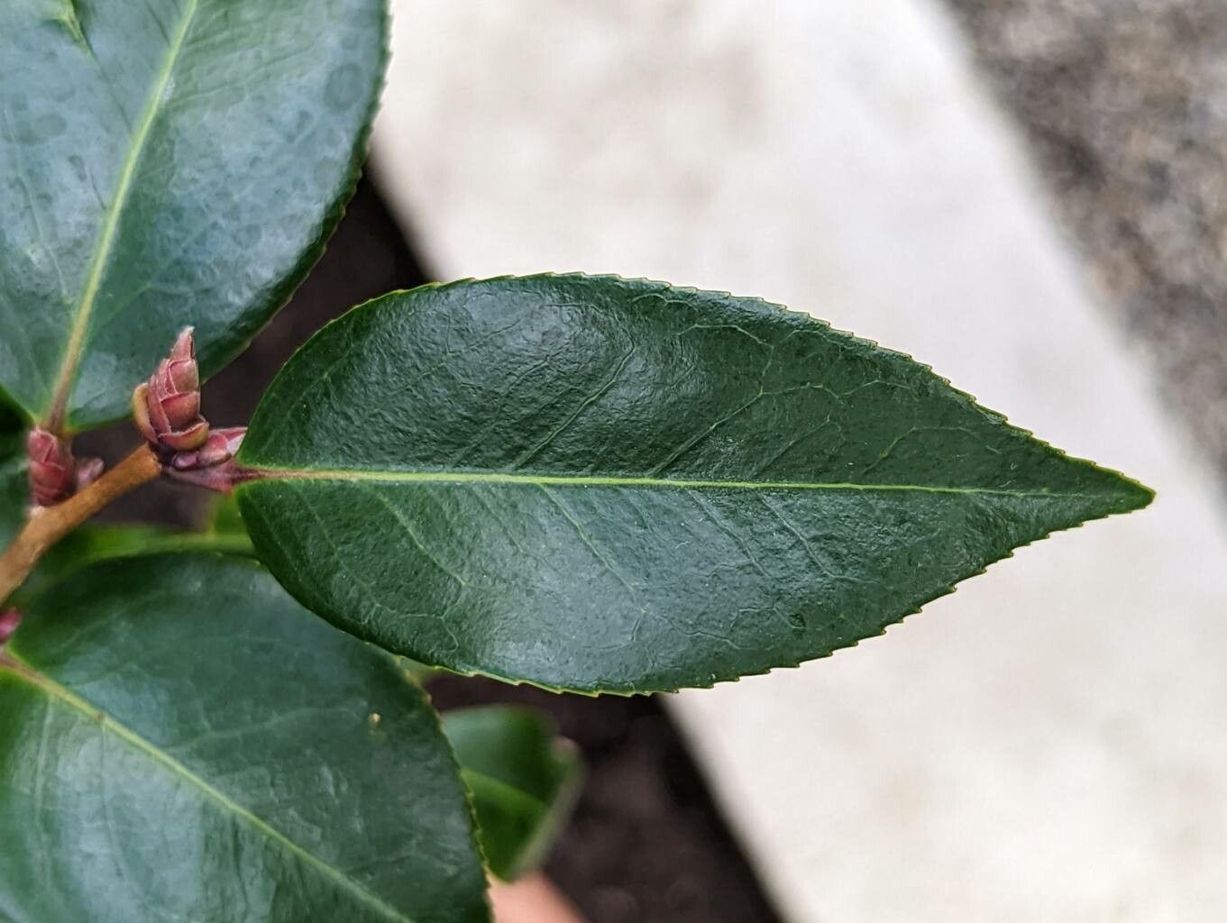 Camellia cuspidata leaf