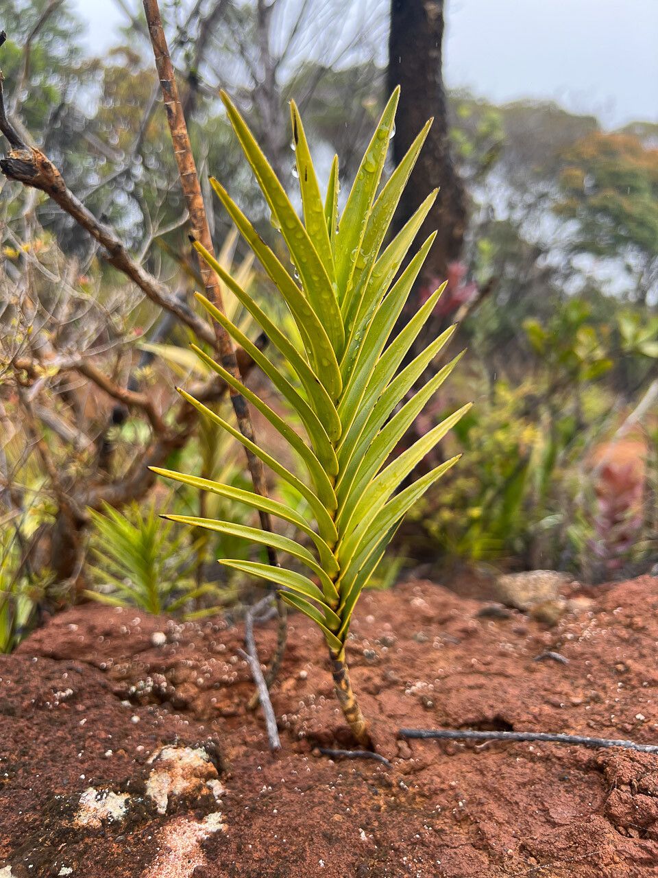 Earina deplanchei leaf