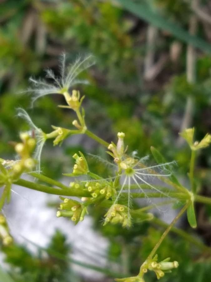 Valeriana saxatilis fruit