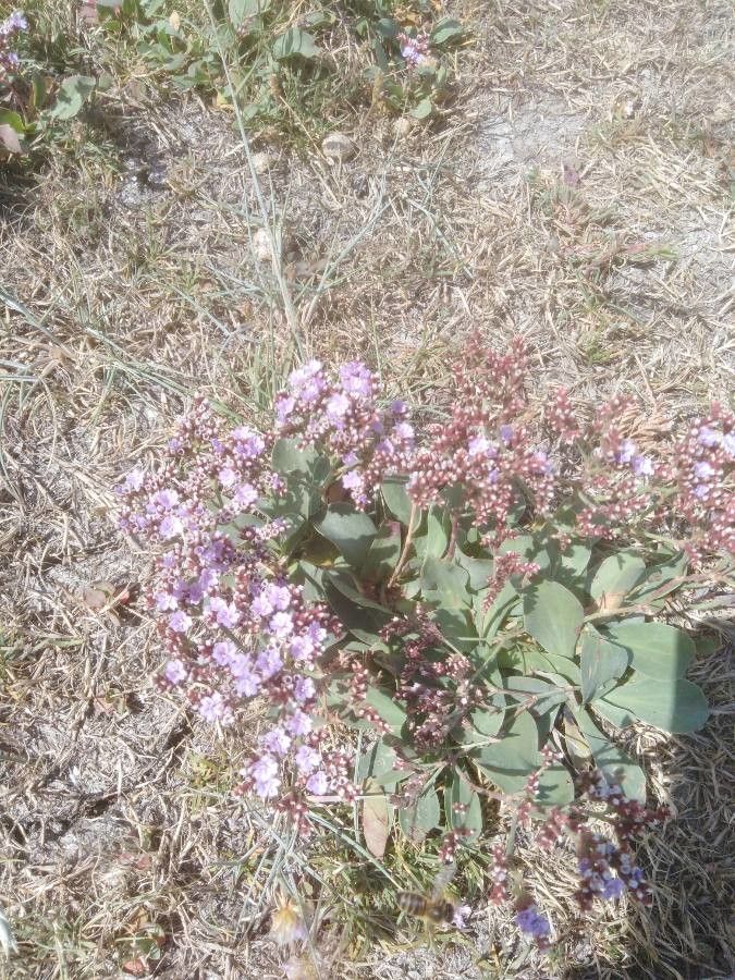 Limonium auriculiursifolium flower