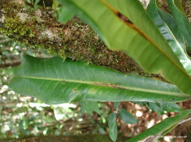 Virotia francii — related species from the same genus