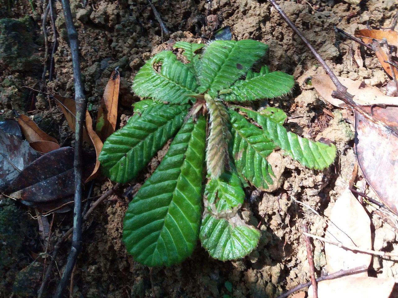 Acrotrema costatum leaf