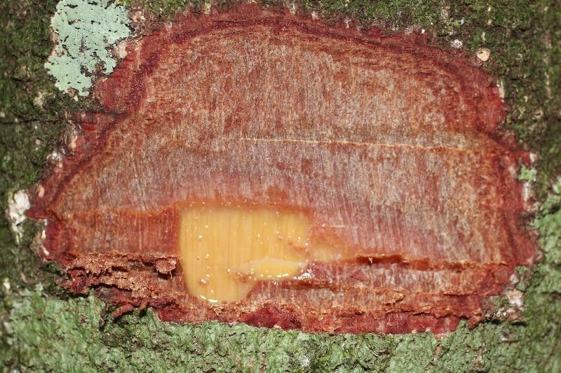 Licania robusta other