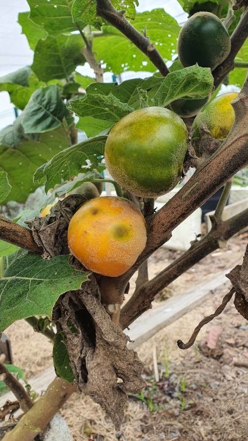 Solanum sessiliflorum fruit