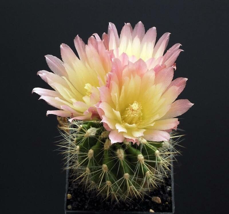 Eriosyce chilensis — houseplant care guide